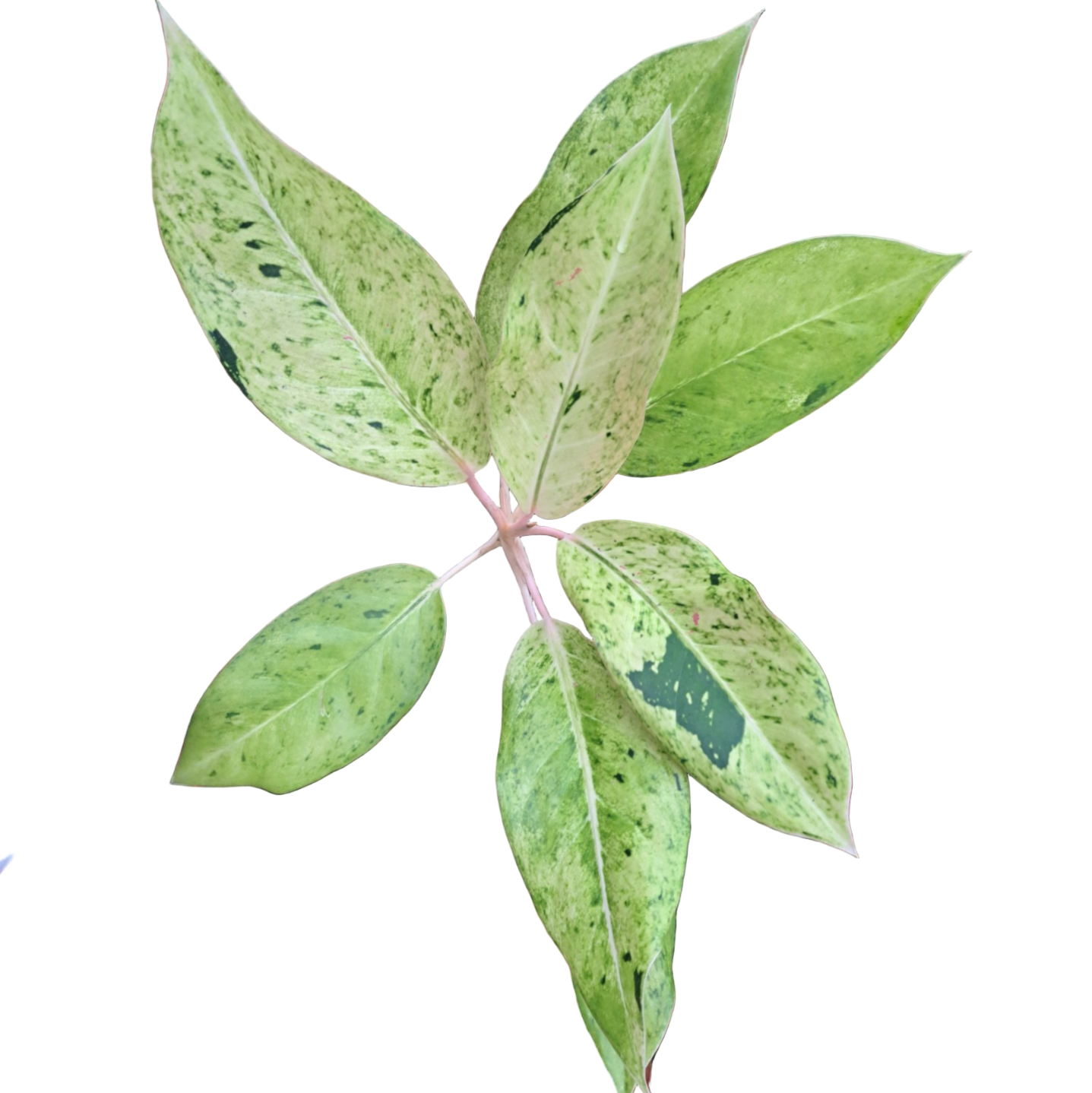 Aglaonema Bangkok Green