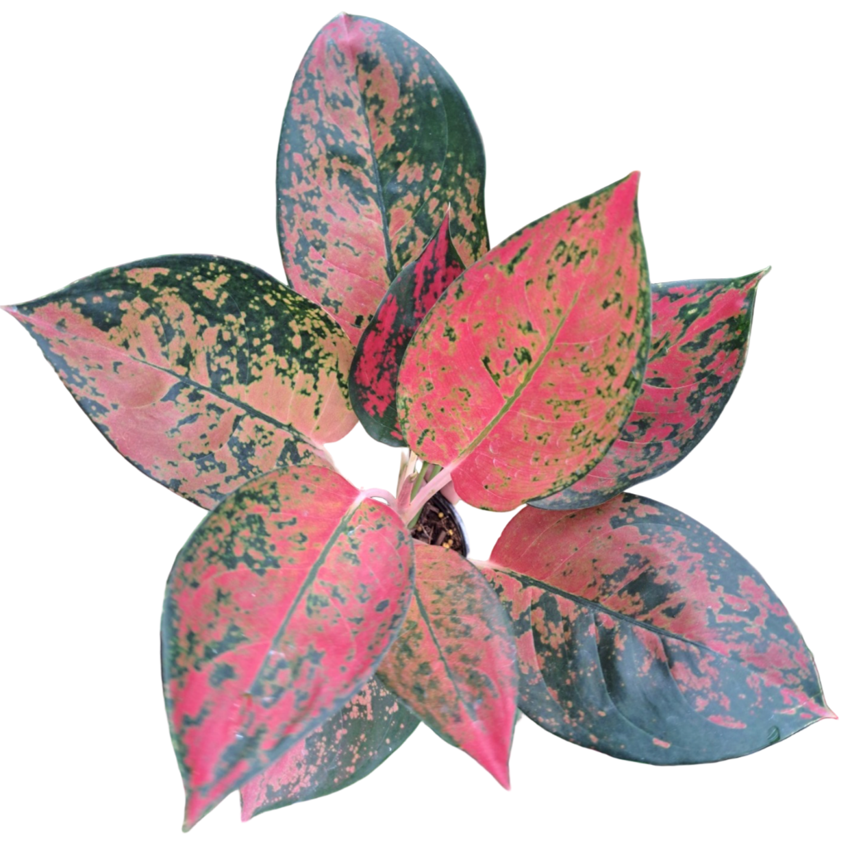 aglaonema cochin pink Aglaonema Orange Cochin – PKP Garden