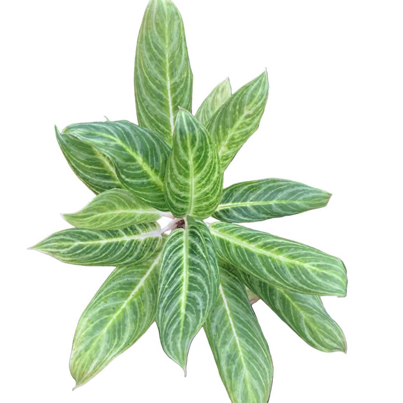 Aglaonema Golden Spoon