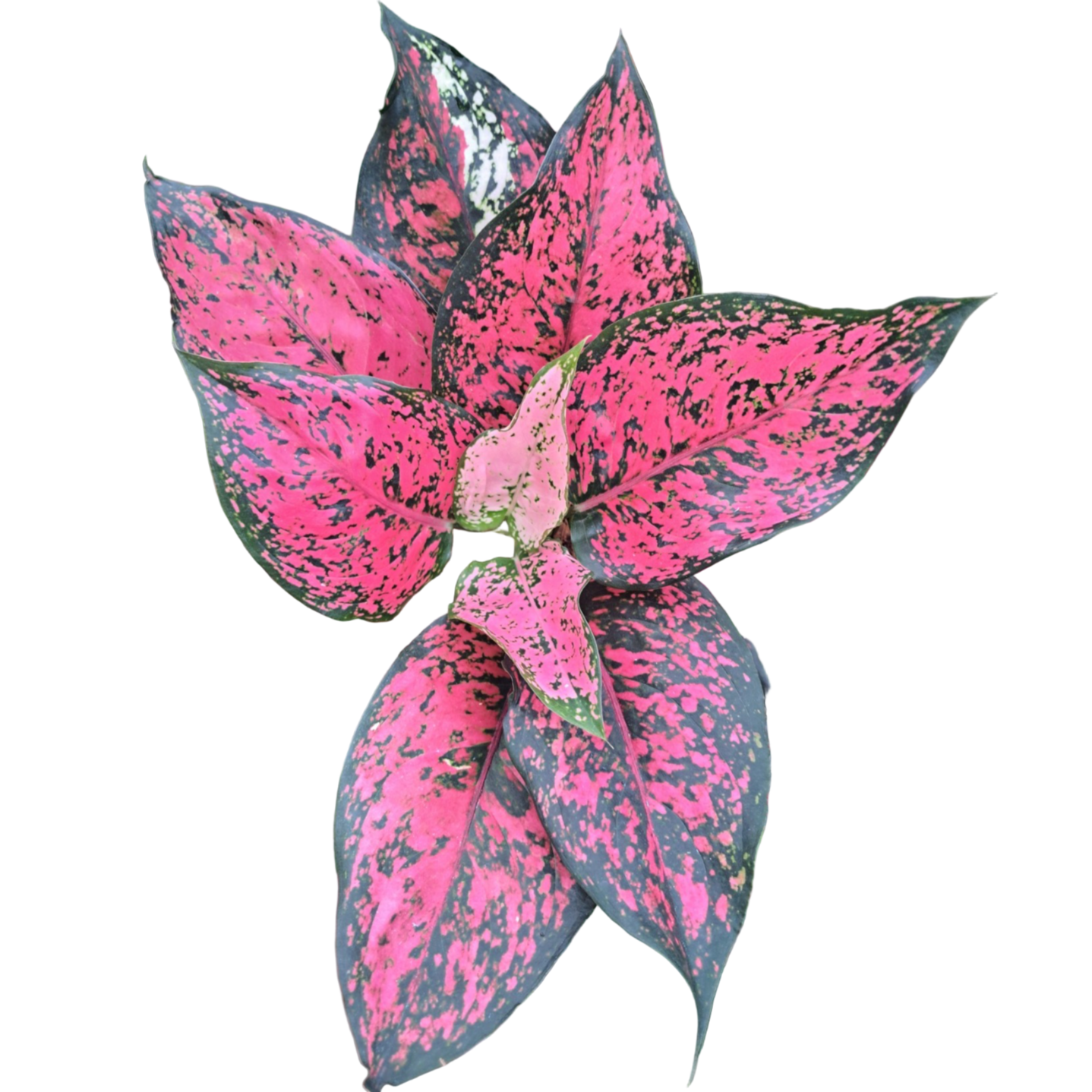 Aglaonema Kamkoon