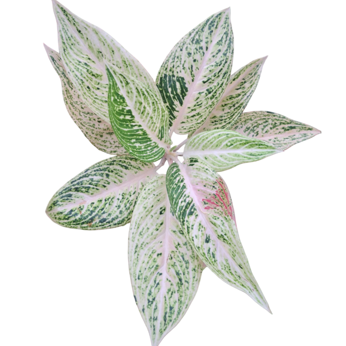 Aglaonema White Legacy
