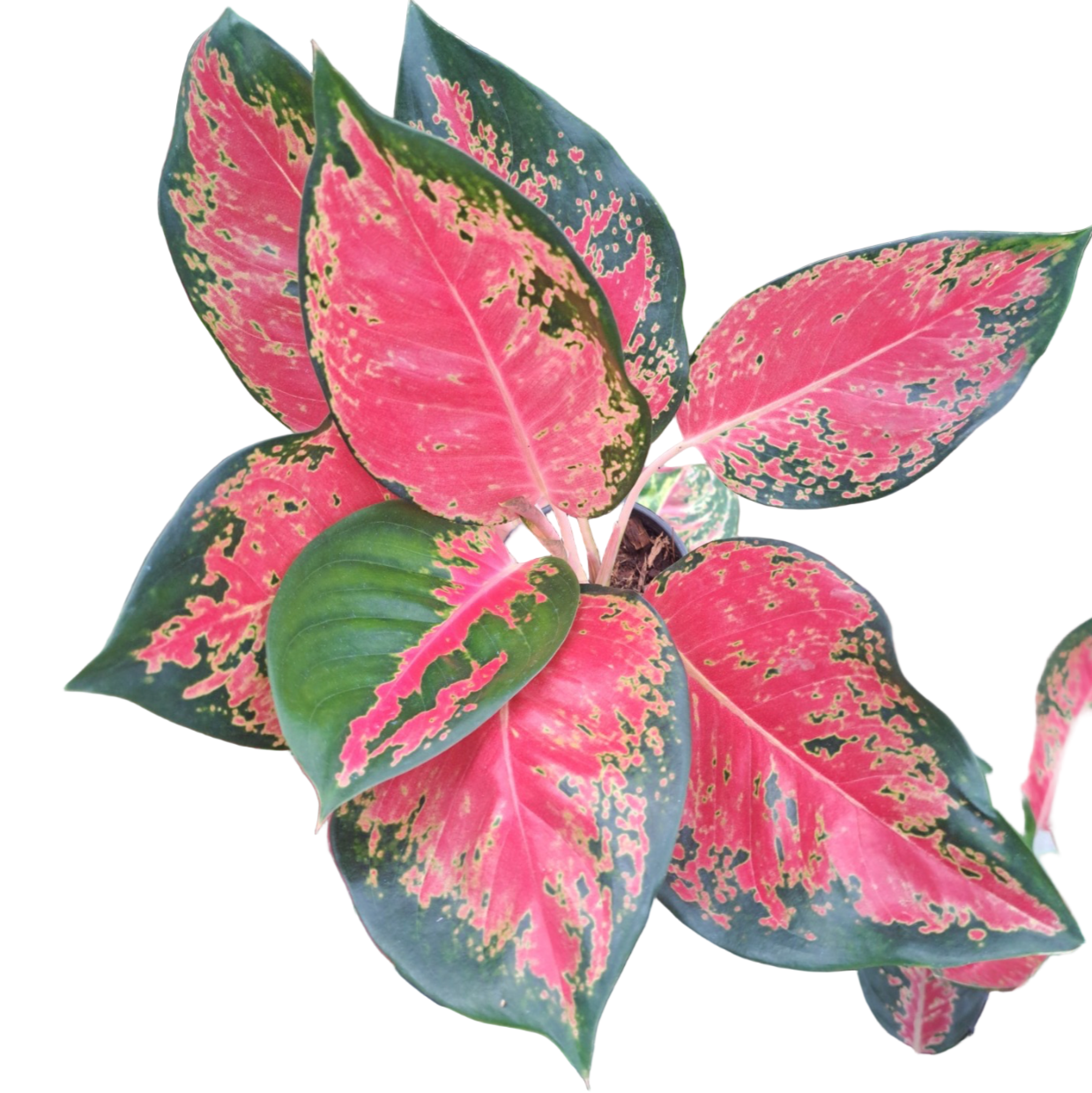 Aglaonema Chang Dang