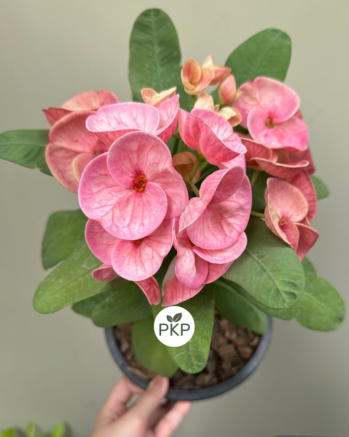 Chareon Krung Premium Crown of Thorns (Pack of 3)