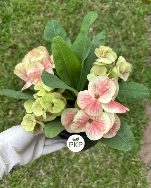 Big Flowers No. 2 Premium Crown of Thorns (Pack of 3)