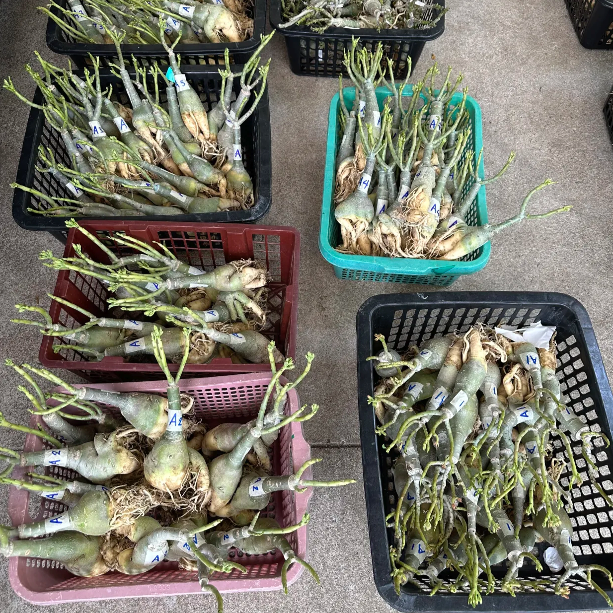 Adenium grafting plant for sale