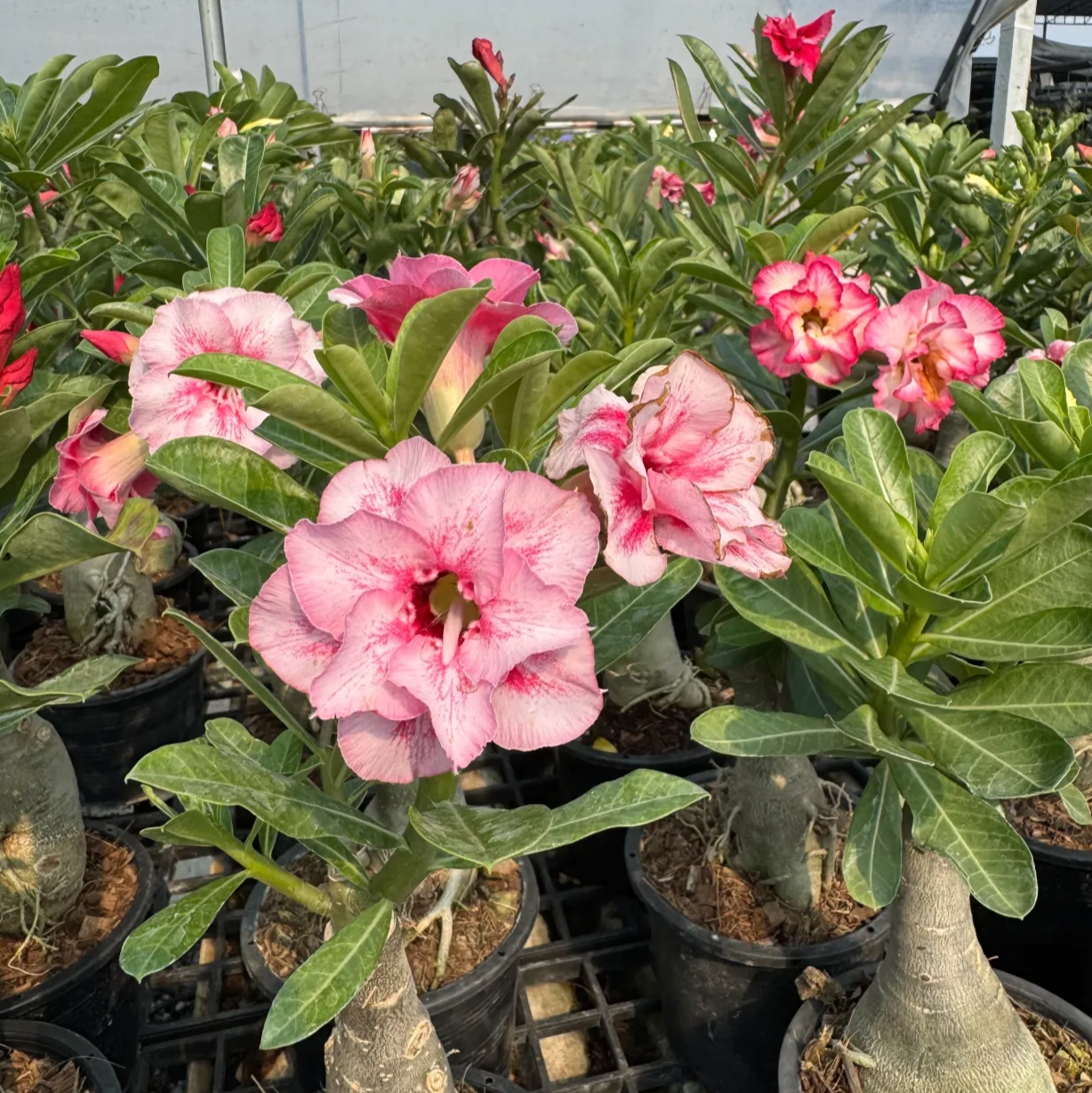 Buy Adenium obesum Rosy Double & Triple flowers – grown by experienced gardeners.