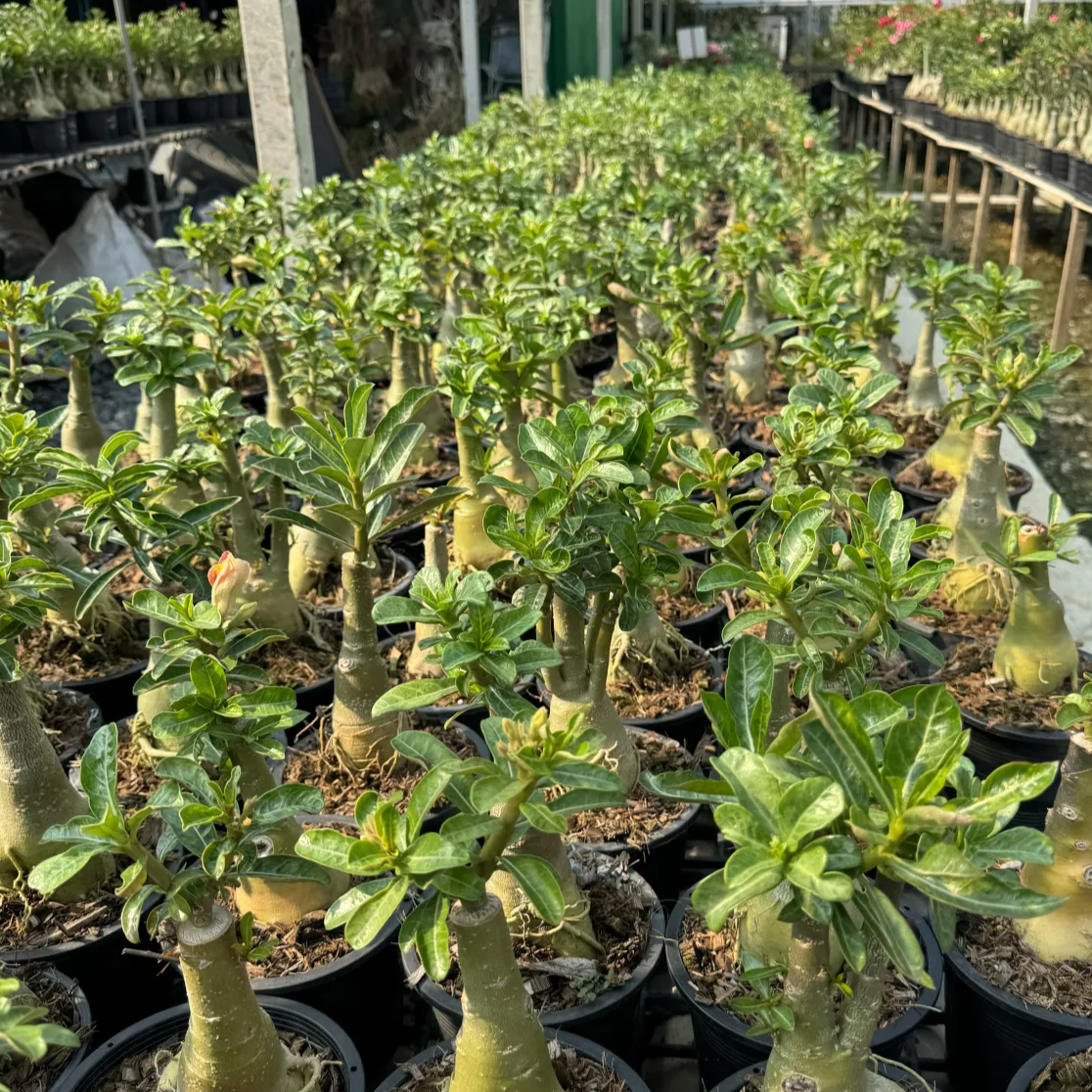 Adenium obesum Thai garden
