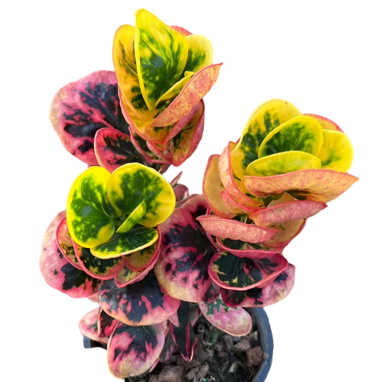 Croton - Sawasdee