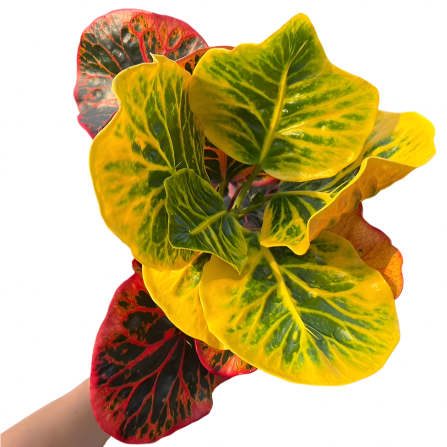 Croton - Hat Yai Fortune