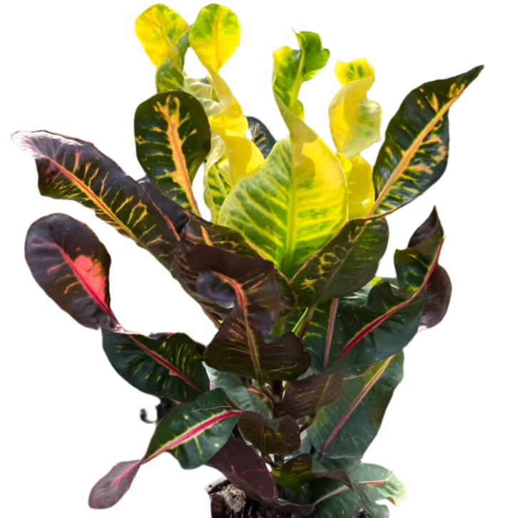 Croton - Elephant Port