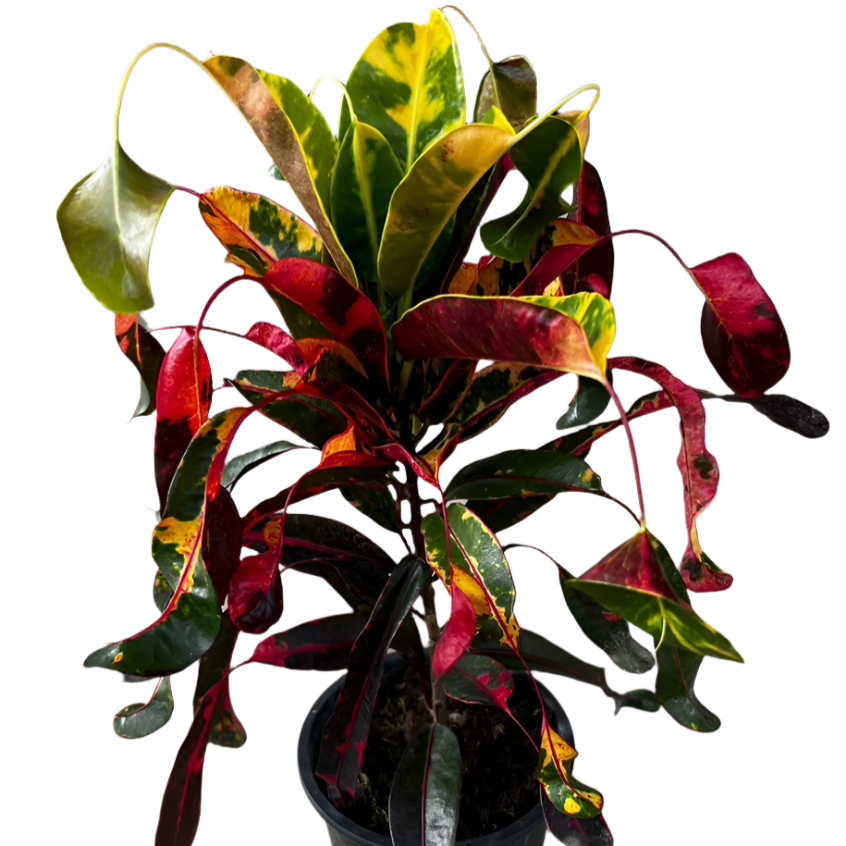 Croton - Jewel Drop