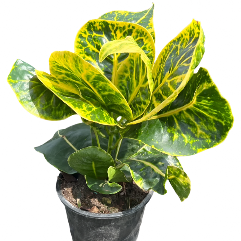 Croton - Thai Aura