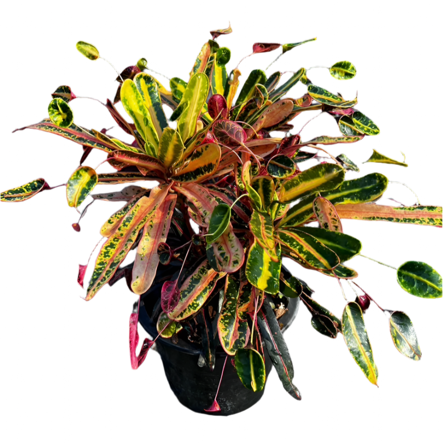 Croton - Golden Necklace