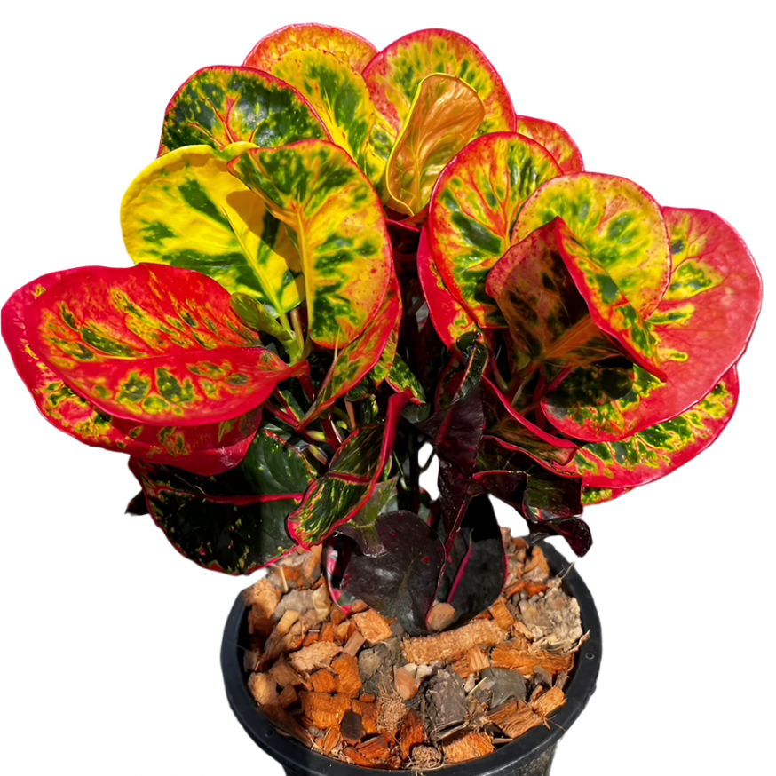 Croton - Garnet Jewel