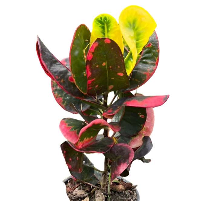 Croton - Scarlet