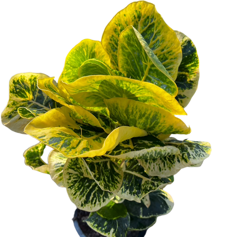 Croton - Flourishing Fortune