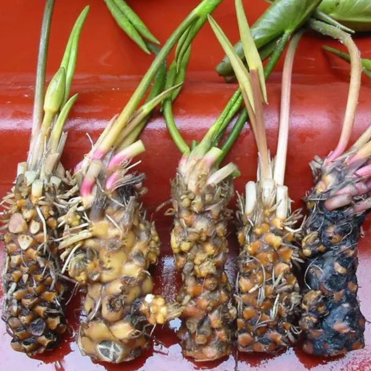 Rare water lily from Thailand for retail and wholesale