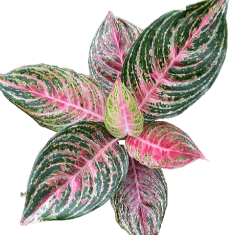 Aglaonema - Bangkok