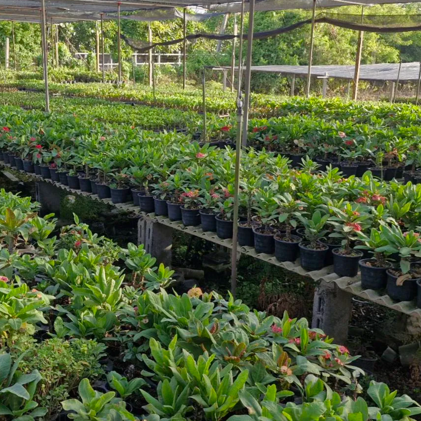 Crown of thorns in thailand