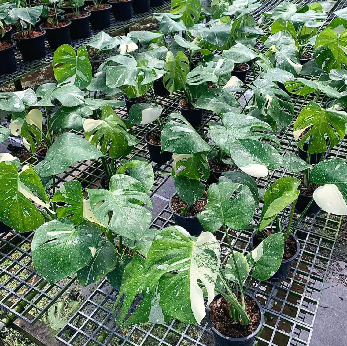 Monstera Thai Constellation grown in pot 6"