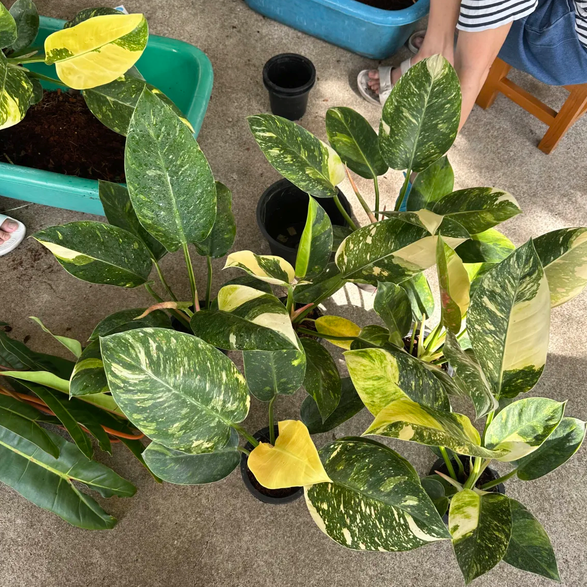 Philodendron Green Congo Hybrid Variegated packing