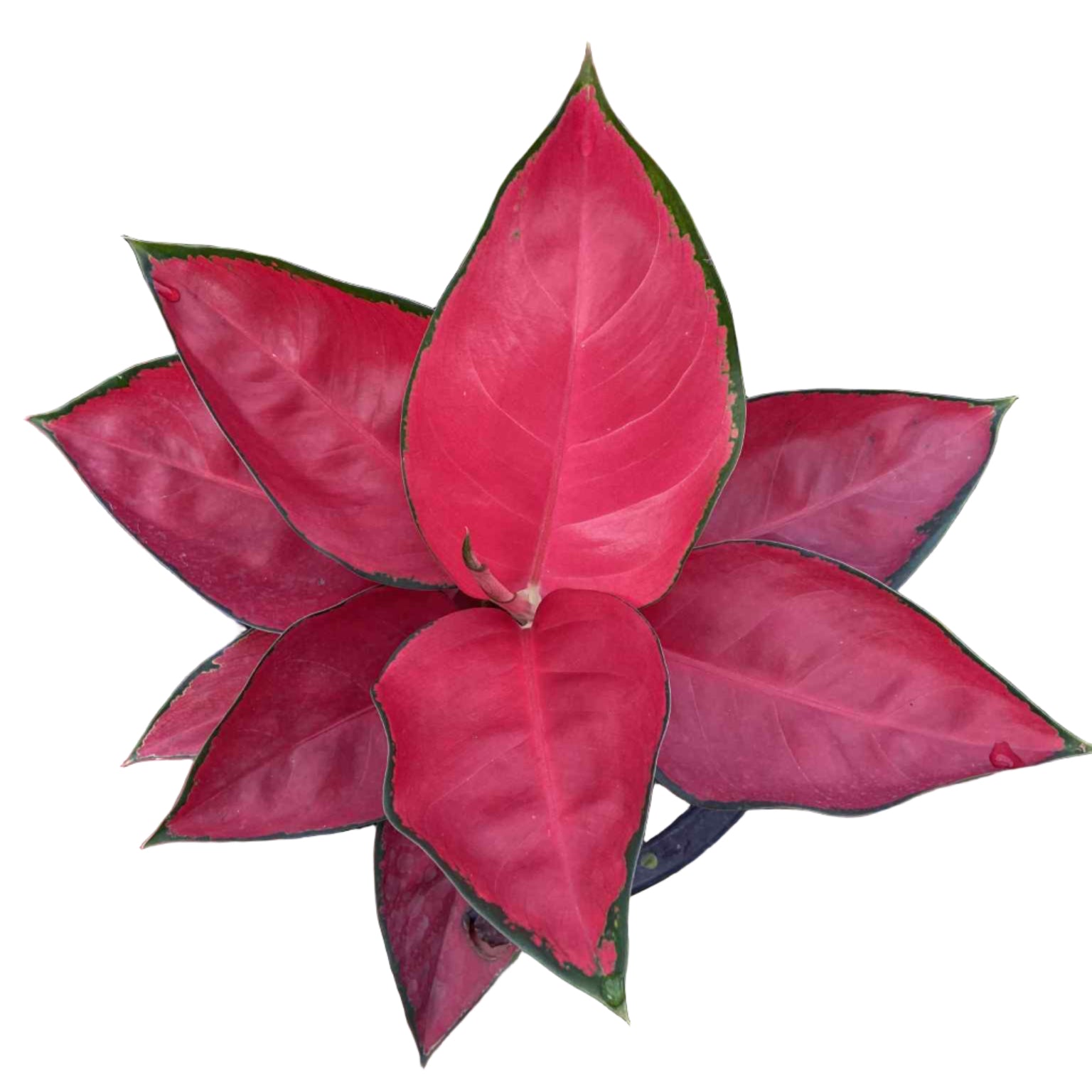 super red aglaonema vs suksom Aglaonema Suksom Jaipong