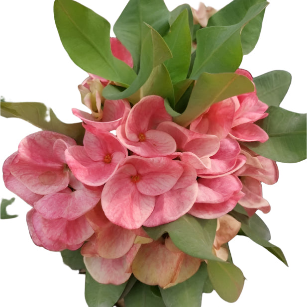 Euphorbia milii - Sweet Champion