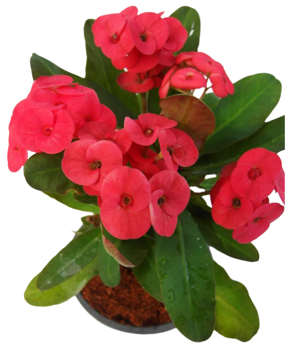 Euphorbia milii - Red Bull