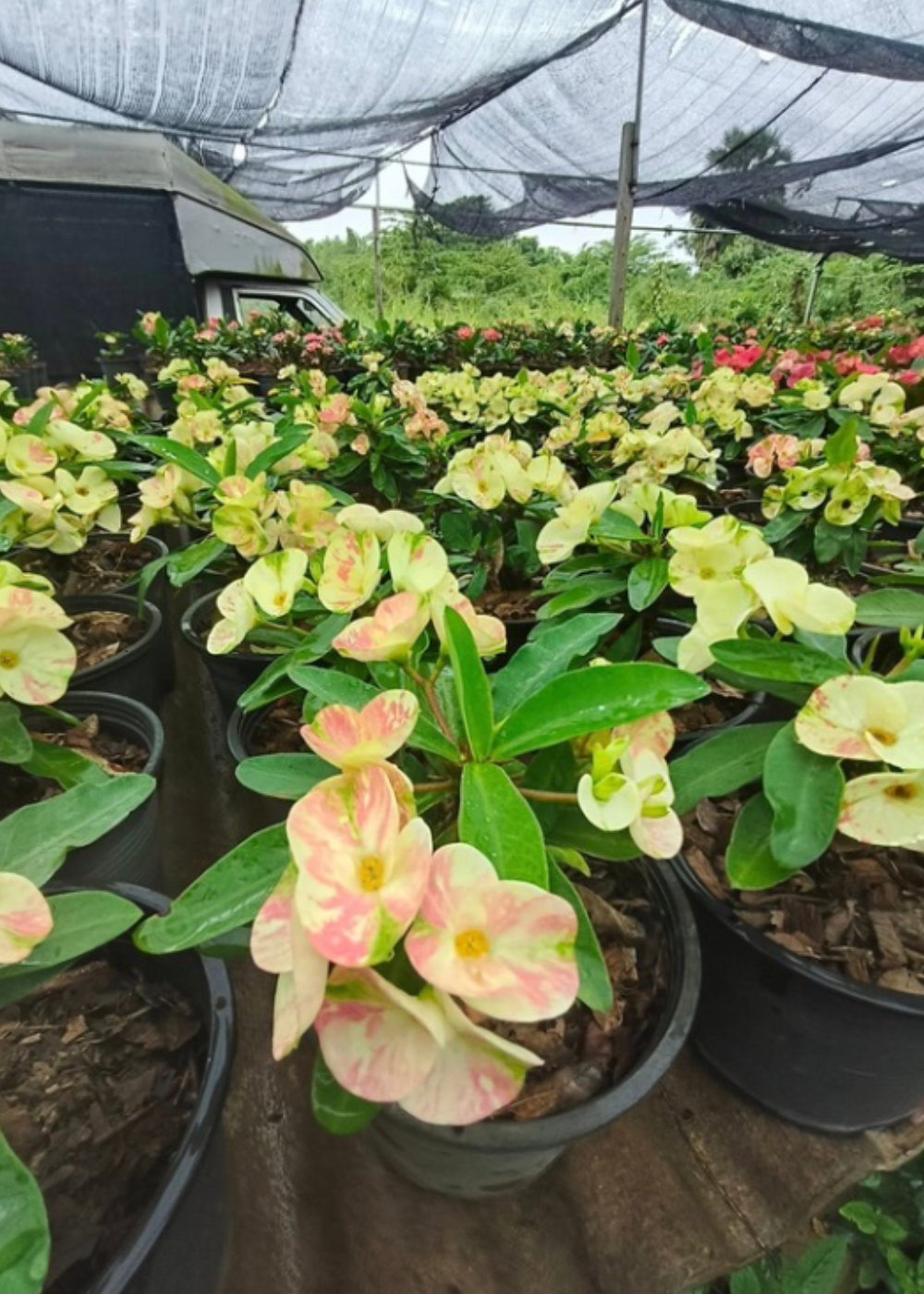 Crown of thorns at the PKP Garden nursery