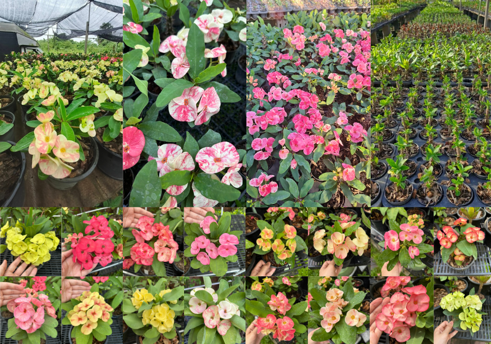 Crown of thorns varieties in bloom