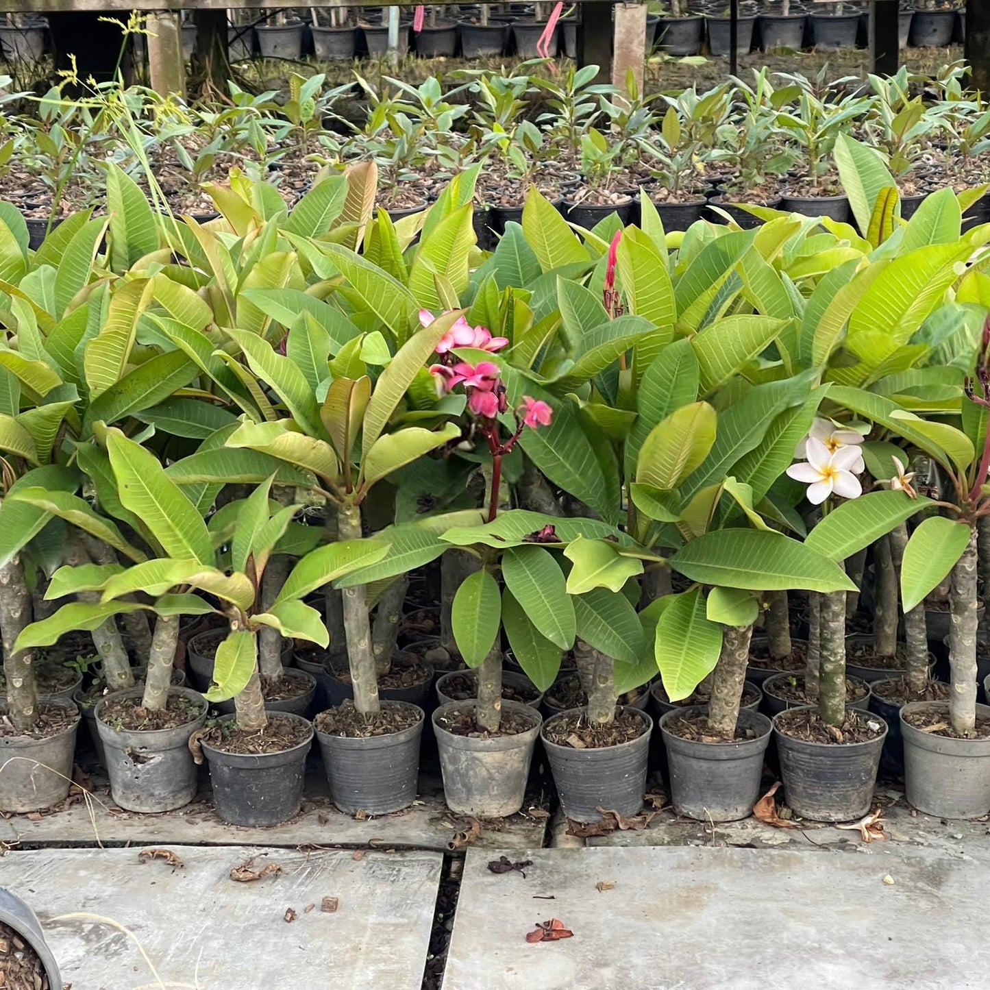 Plumeria for sale Thai