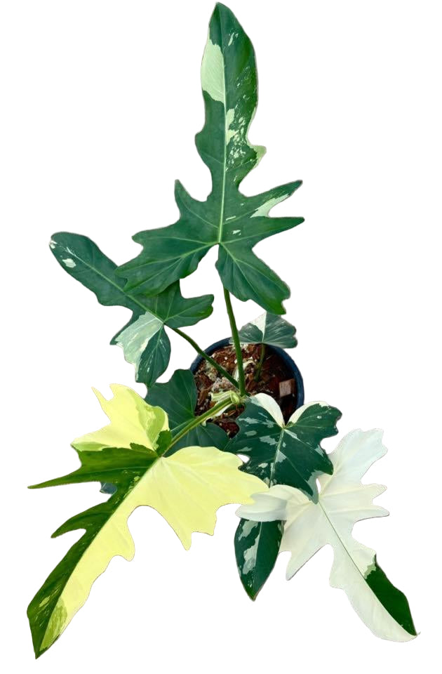 Philodendron Golden Dragon Variegated for sale from thai nursery
