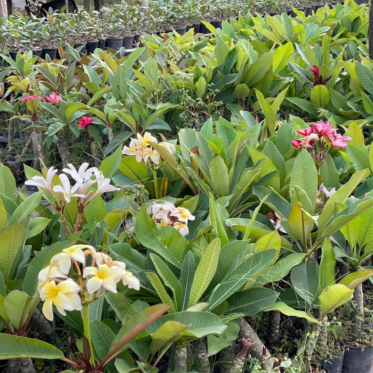 Plumeria thai garden