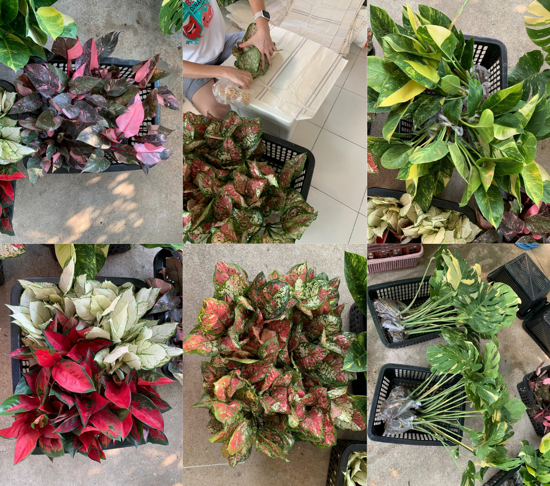 Weekly Shipment Update – January 2026 (Week 4)