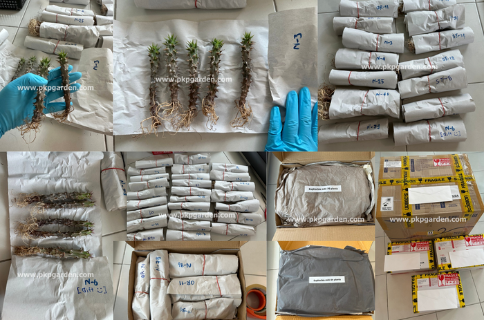 Crown of thorns packed for shipment to the USA