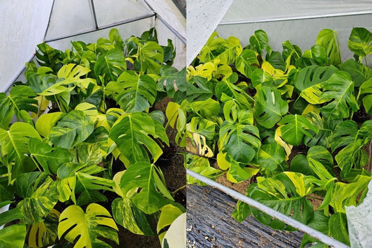 Monstera Aurea variegated plant from Thailand ready for shipping to USA and Europe