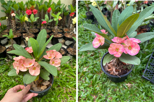Why Do Crown of Thorns Flowers Change Color?
