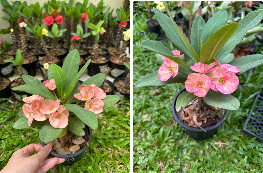 Why Do Crown of Thorns Flowers Change Color?