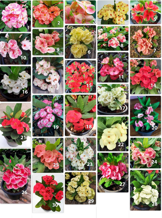 Euphorbia milii in 200 Rare Colors – Direct from a Thai Nursery