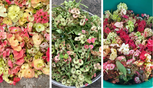 How to Make Crown of Thorns (Euphorbia milii) Give More Flowers