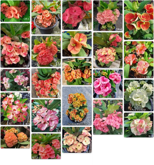 Euphorbia Milii Premium Color Collection – Over 95 Rare Varieties