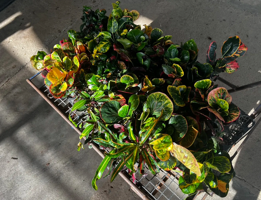 How We Pack and Ship Croton Plants from PKP Garden