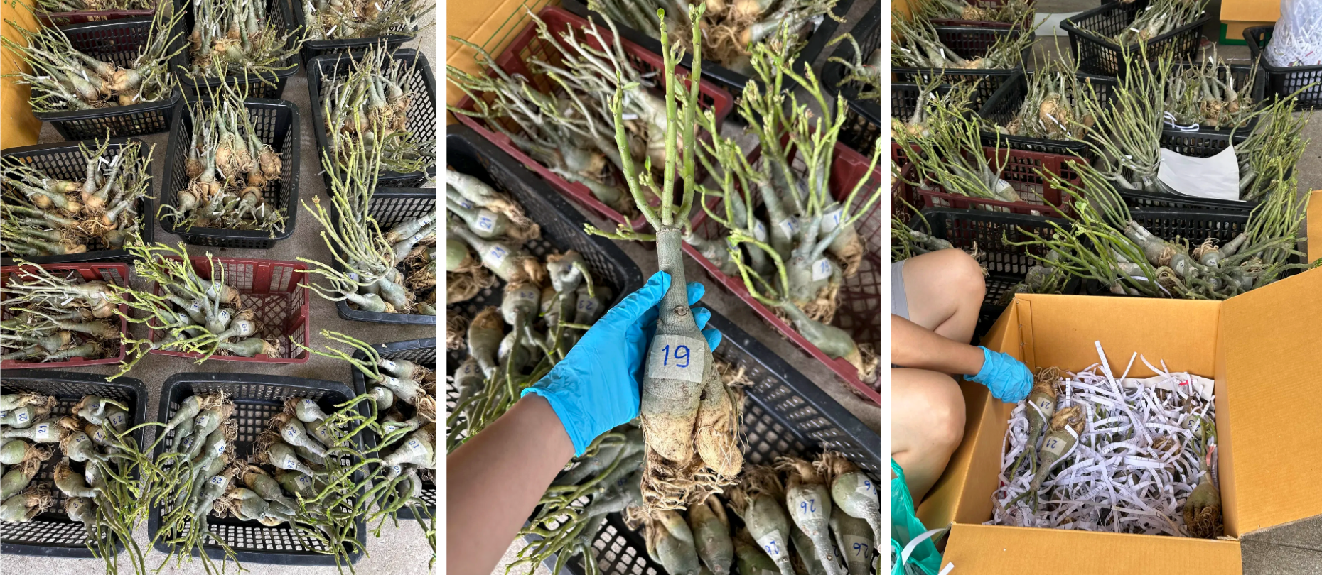 How We Pack Adenium (Desert Rose) for Safe Shipping – PKP Garden