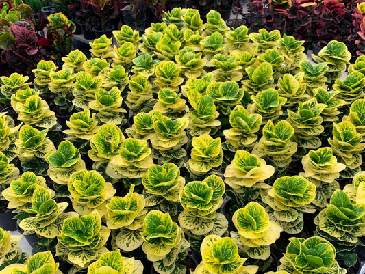 Croton nursery in Thailand