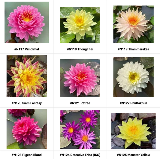 Water Lily Selection - 2025