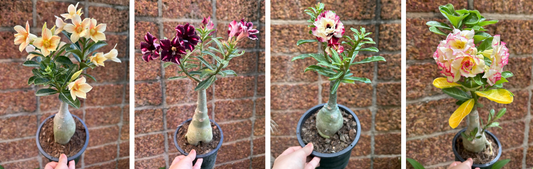 Adenium for sale from our Thai nursery