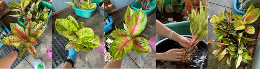 Aglaonema for sale Canada