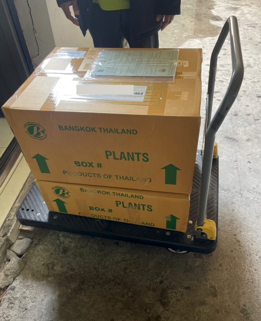 Croton plants for sale in the US