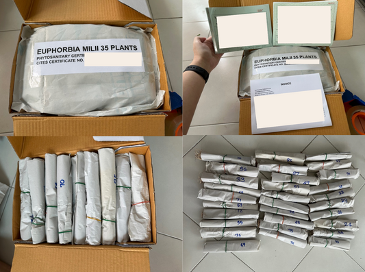 Euphorbia milii Shipment to the UK – Sep 2025