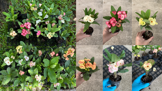 Euphorbia milii in Spain – Sep 2025